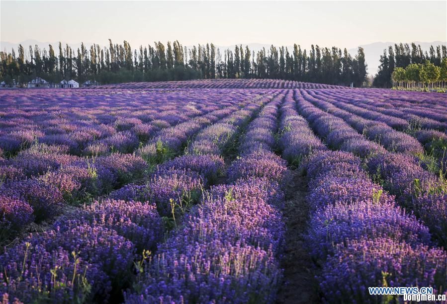 Beekeepers greet harvest season in Ili's lavender cultivation base